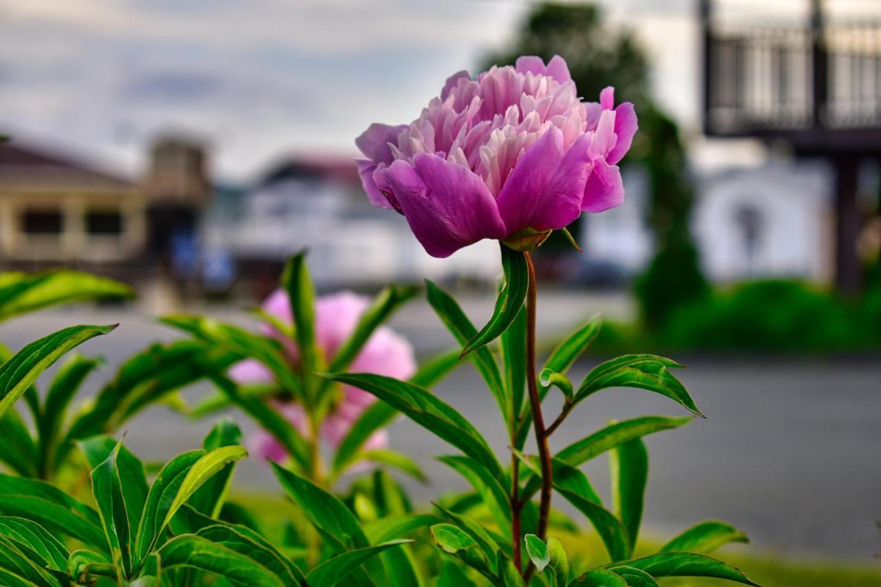 Motel Au Vieux Frontenac เธทฟอร์ด ไมนส์ ภายนอก รูปภาพ